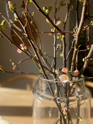 
                  
                    Spring Branches - Forsythia
                  
                